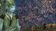 2011 August sylvari PT.jpg