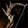 Bandit Longbow.png