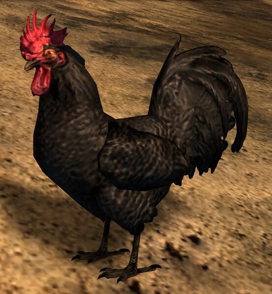 File:Black Rooster.jpg