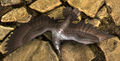 Thumbnail for version as of 10:09, 16 August 2016