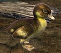 Duck.jpg