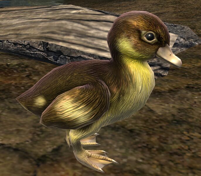 File:Duck.jpg