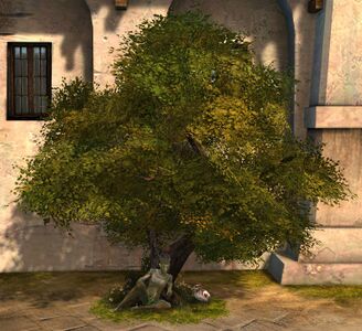 Quiet Woods Chair sylvari male.jpg