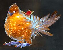 Star Blessed Cuckoo.jpg