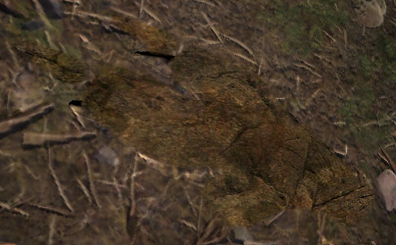 File:Strange Tracks 5.jpg