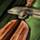 Toy Wooden Sword.png