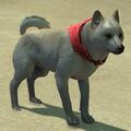 White and Tan Shiba Inu.jpg