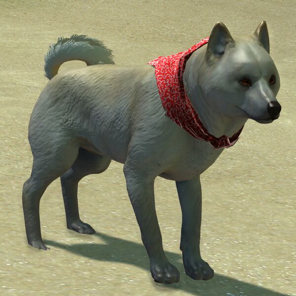 File:White and Tan Shiba Inu.jpg