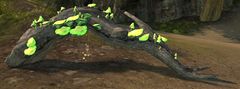 Eerie Driftwood.jpg