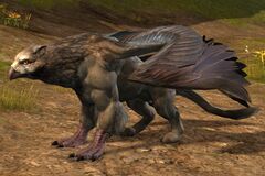 Hawkeye Griffon.jpg