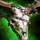 Prize of the Boneskinner.png