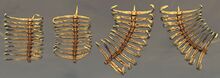 Primordial Leviathan Rib Cage reference.jpg
