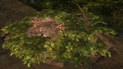 Bird Nest.jpg