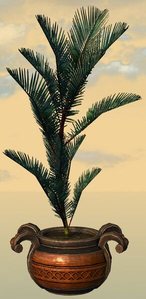 File:Potted Blue Moa Fern front.jpg