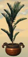 Potted Blue Moa Fern front.jpg