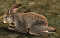 Year of the Rabbit