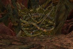 Vine Wall.jpg