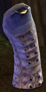 Grub Tail.jpg