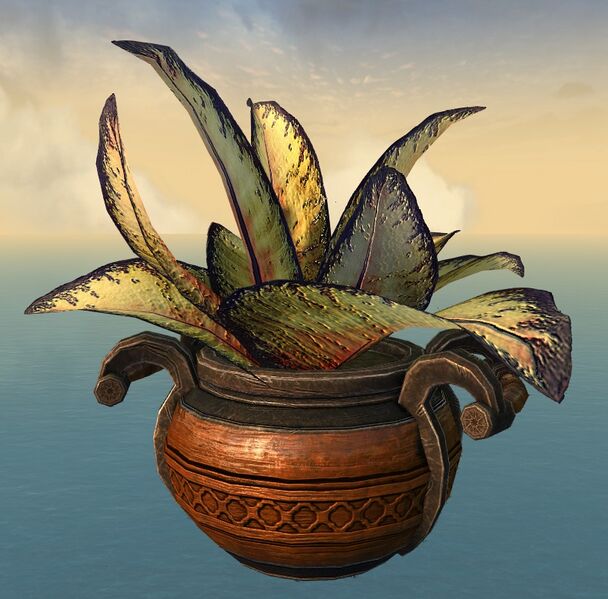 File:Potted Croton.jpg