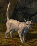 Sam (cat).jpg