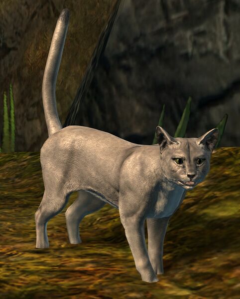 File:Sam (cat).jpg