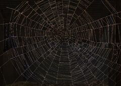 Spider Web (object).jpg