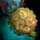 Amnoon Council Seal.png