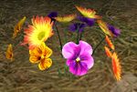Desert Flowers.jpg