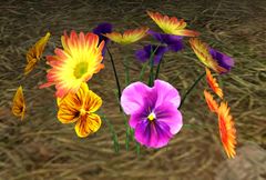 Desert Flowers.jpg