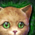 Mini Orange Kitten.png