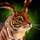 Savannah Stripetail.png