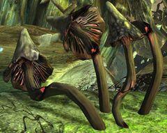 Adrenal Mushroom.jpg