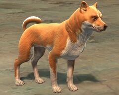 Canthan Shiba.jpg