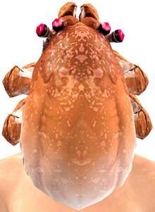 Karka Helm.jpg
