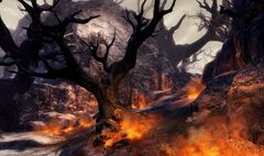 Burning Forest.jpg