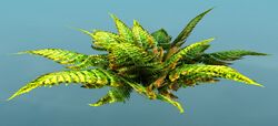 Tropical Shrub.jpg