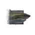 Gill