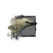 Juvenile White Raven.png