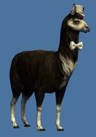 Mini Lavish Black Llama.jpg