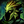 Biography Green Huntsman.png