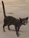 Cat (dark gray).jpg