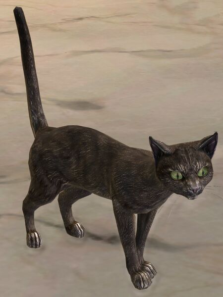 File:Cat (dark gray).jpg