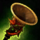 Flame Serpent Warhorn.png