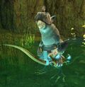 Gloster Canary Tengu Youngster.jpg