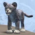 Snow Leopard Cub.jpg