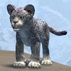 Snow Leopard Cub.jpg
