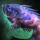 Castoran Sea Bass.png
