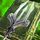Jungle Magics- Trident Edition.png