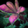 Jungle Plant.png