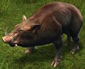 Juvenile Boar.jpg